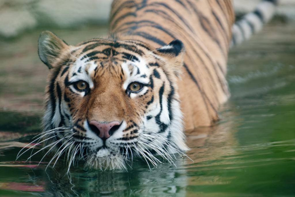Среда обитания тигров