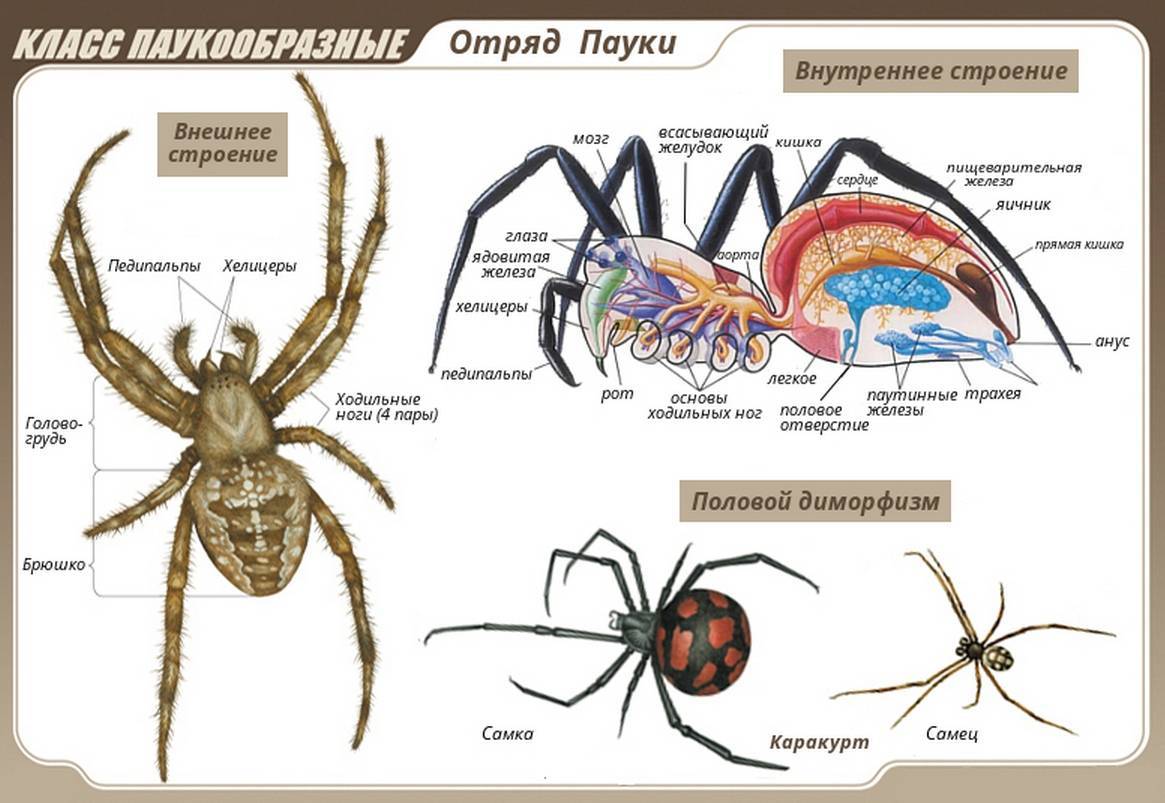 Строение тела паукообразных