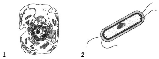 На рисунке изображены прокариотические и эукариотические клетки