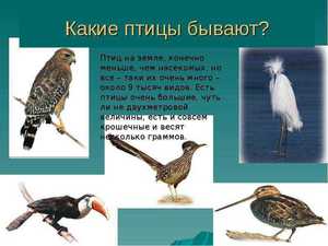 Разные виды птиц