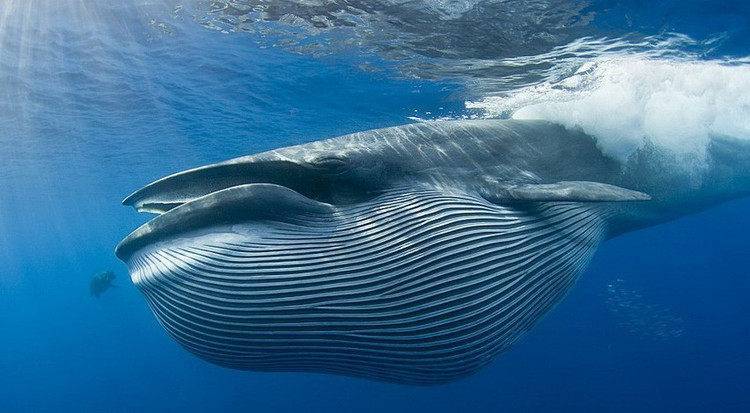 Как спариваются киты фото