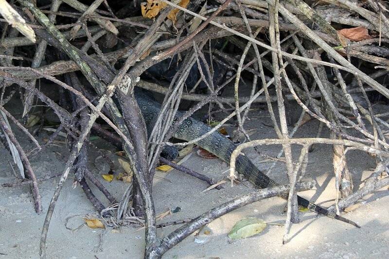 Полосатый варан (Varanus salvator) - большая ящерица на пляже Pai Plong Beach (Ао Нанг, провинция Краби, таиланд)