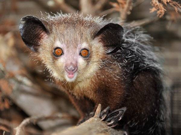 Самые страшные животные. Мадагаскарская руконожка (ай-ай)