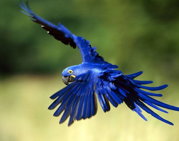 Голубой ара фото