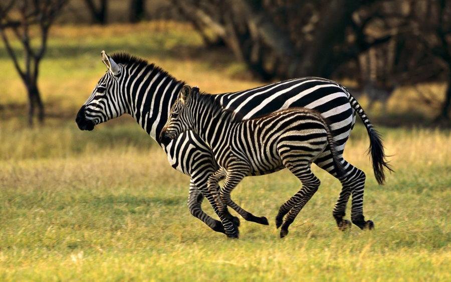 Животные африки фото с названиями и описанием