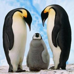 Отряд пингвины