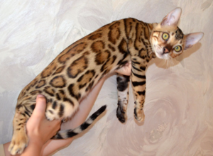 Леопардовая кошка порода