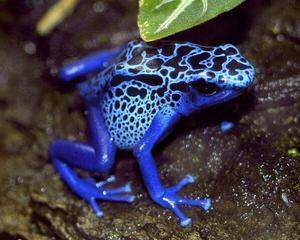Голубые лягушки фото