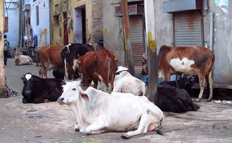 Животные в Индии