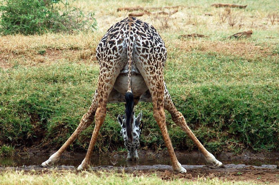 Западноафриканский жираф