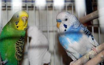 Как размножаются попугаи