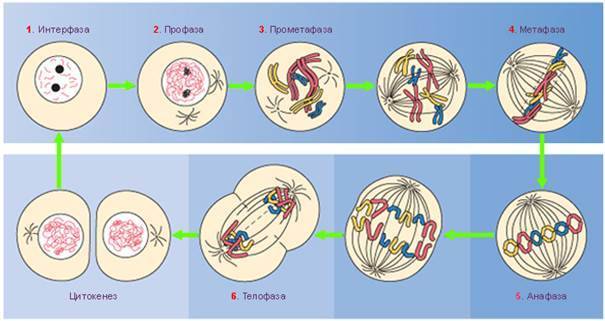 Клеточный цикл митоз