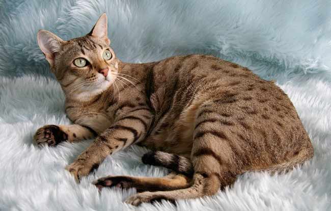 котик австралийский мист - породы котов с названиями