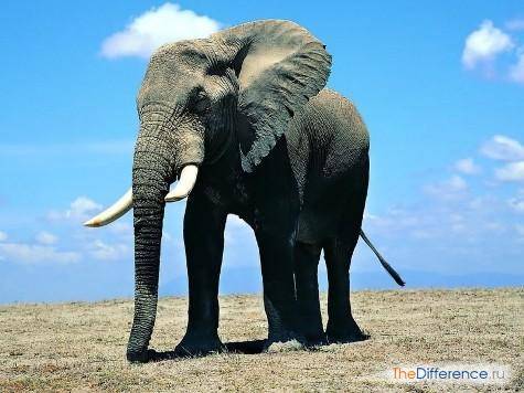 Мамонт и слон сравнение фото