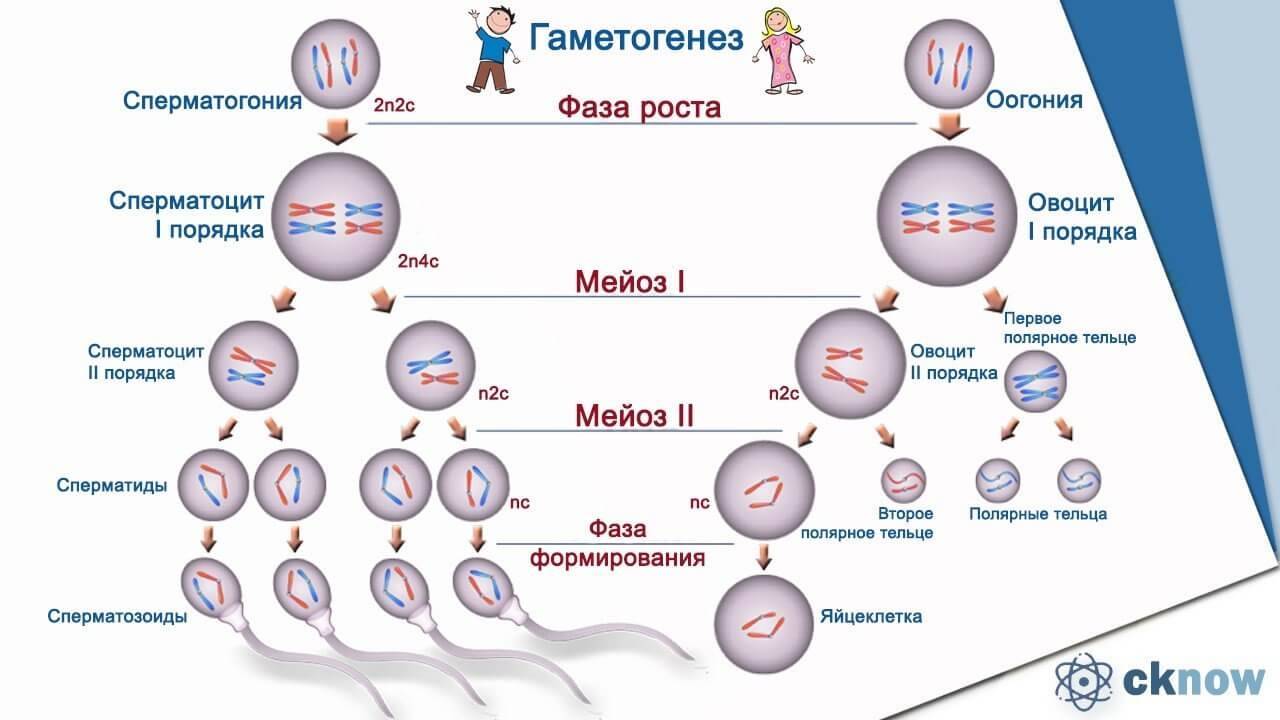 Мейоз тест 10 класс биология. Набор генетического материала и Тип половых клеток. Образование половых клеток гамет. Овоцит первого порядка хромосомный набор. Схема стадий гаметогенеза.