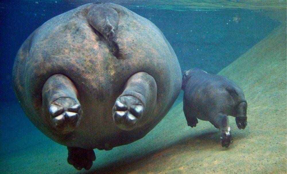Бегемоты рождаются под водой да или нет
