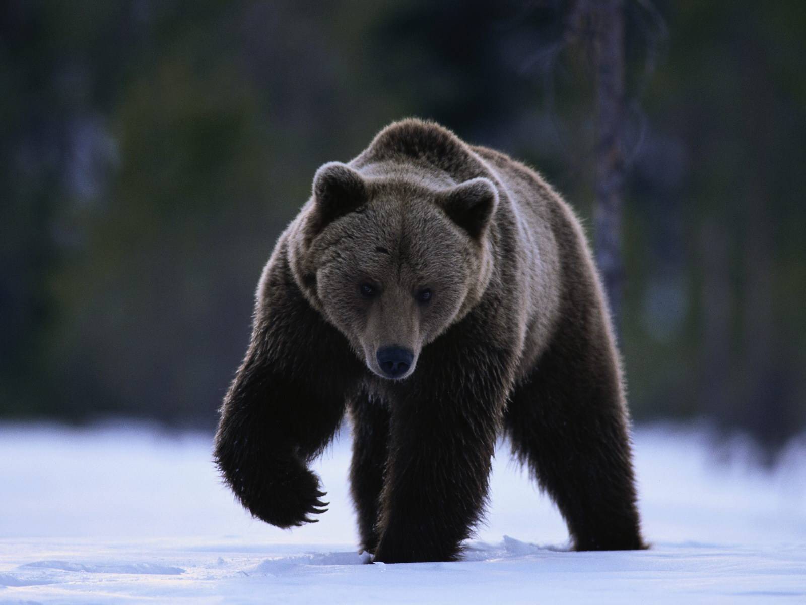 Фото медведей