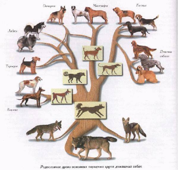 Происхождение собак