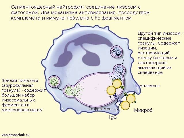 Какие клетки способны к фагоцитозу