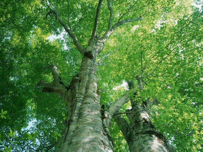 Лечебные свойства деревьев