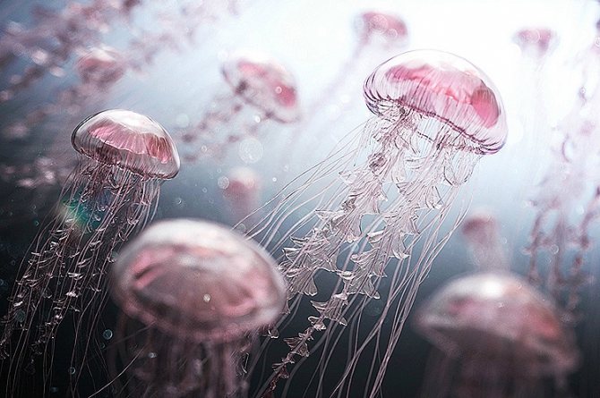 Есть ли мозг у медузы