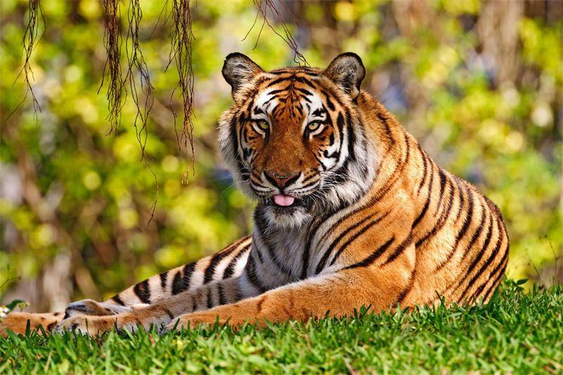 Туранский тигр фото