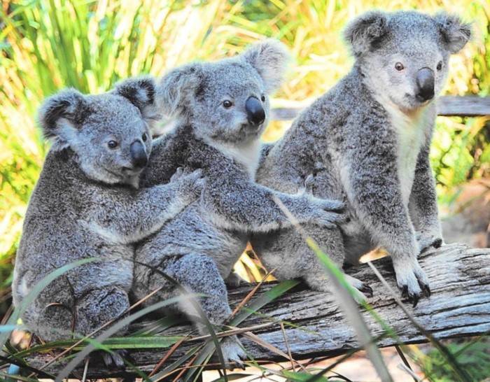 Что за животное коала?