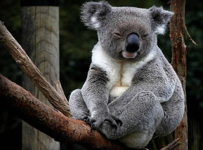 Описание животного коала