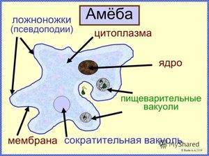 Амеба это эукариот