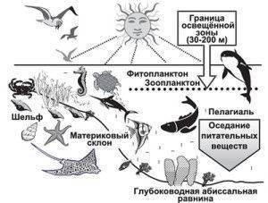 Разнообразие морских организмов сообщение