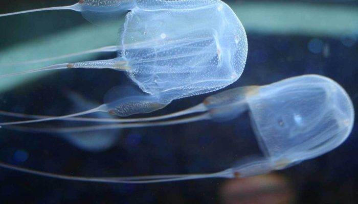 Сцифоидные медузы фото