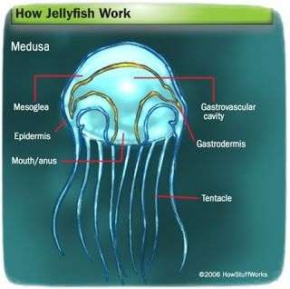 Сколько глаз у медузы