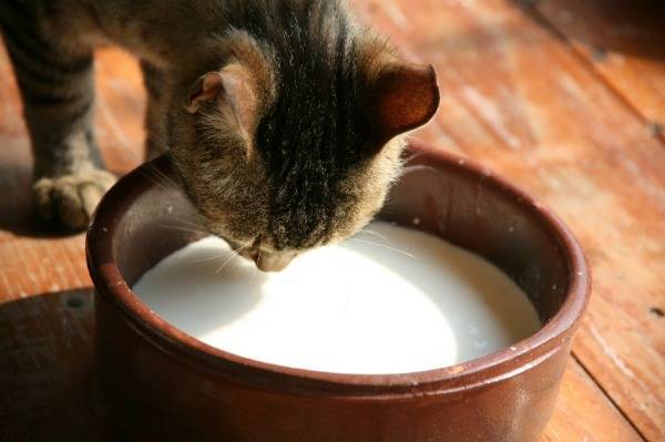 Почему кошкам нельзя давать молоко