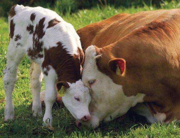 Беременность коровы сколько месяцев