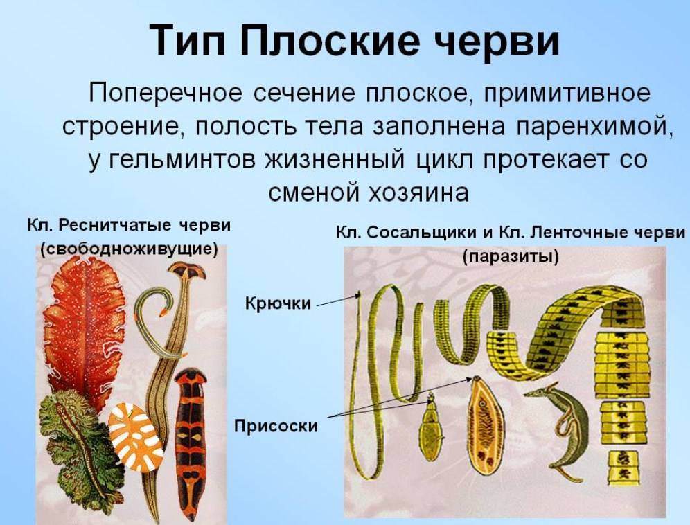 Интересные факты про кольчатых червей