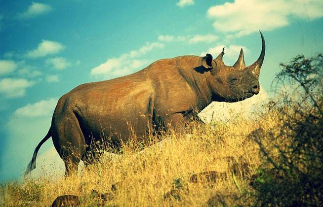 Масса носорога