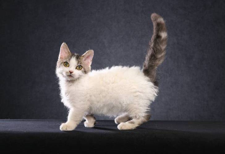 Самая маленькая порода кошек в мире фото