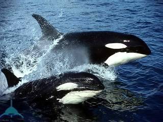 Сколько весит горбатый кит