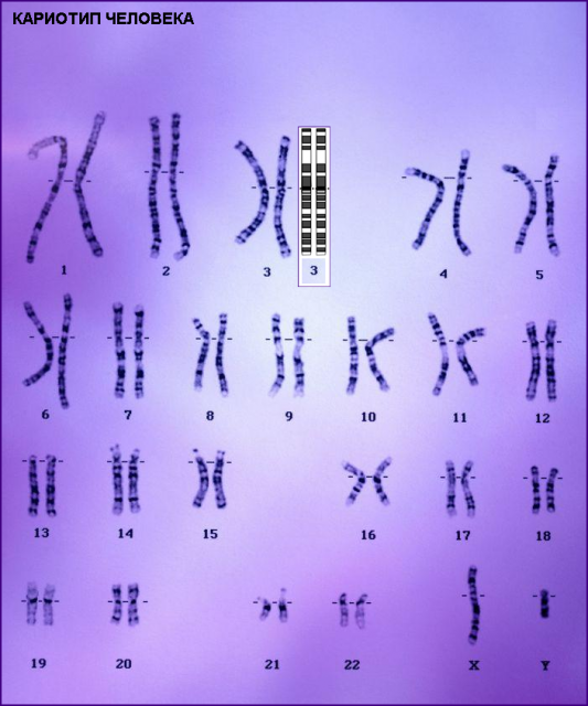 Плечи хромосом