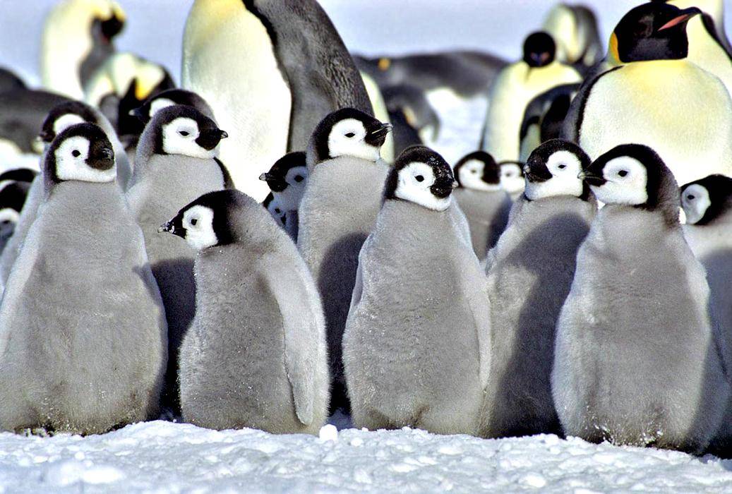 Сколько лет живут пингвины