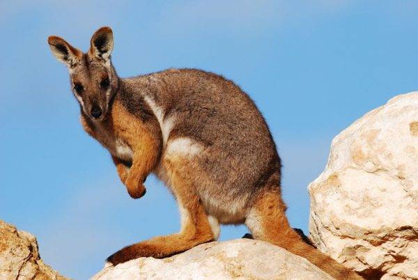 Какие животные обитают в австралии список