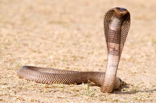 Ядовитая африканская змея