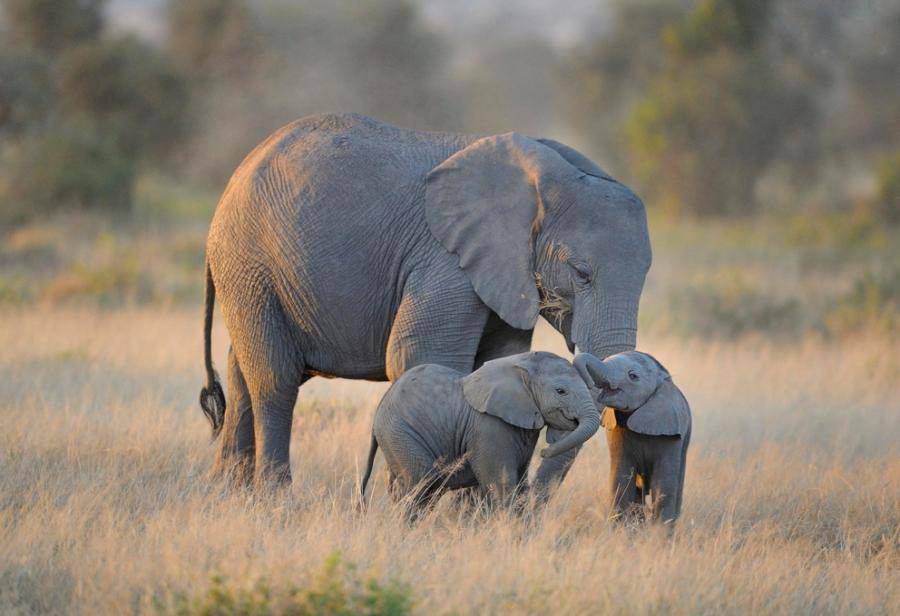 Фото слонихи и слонят