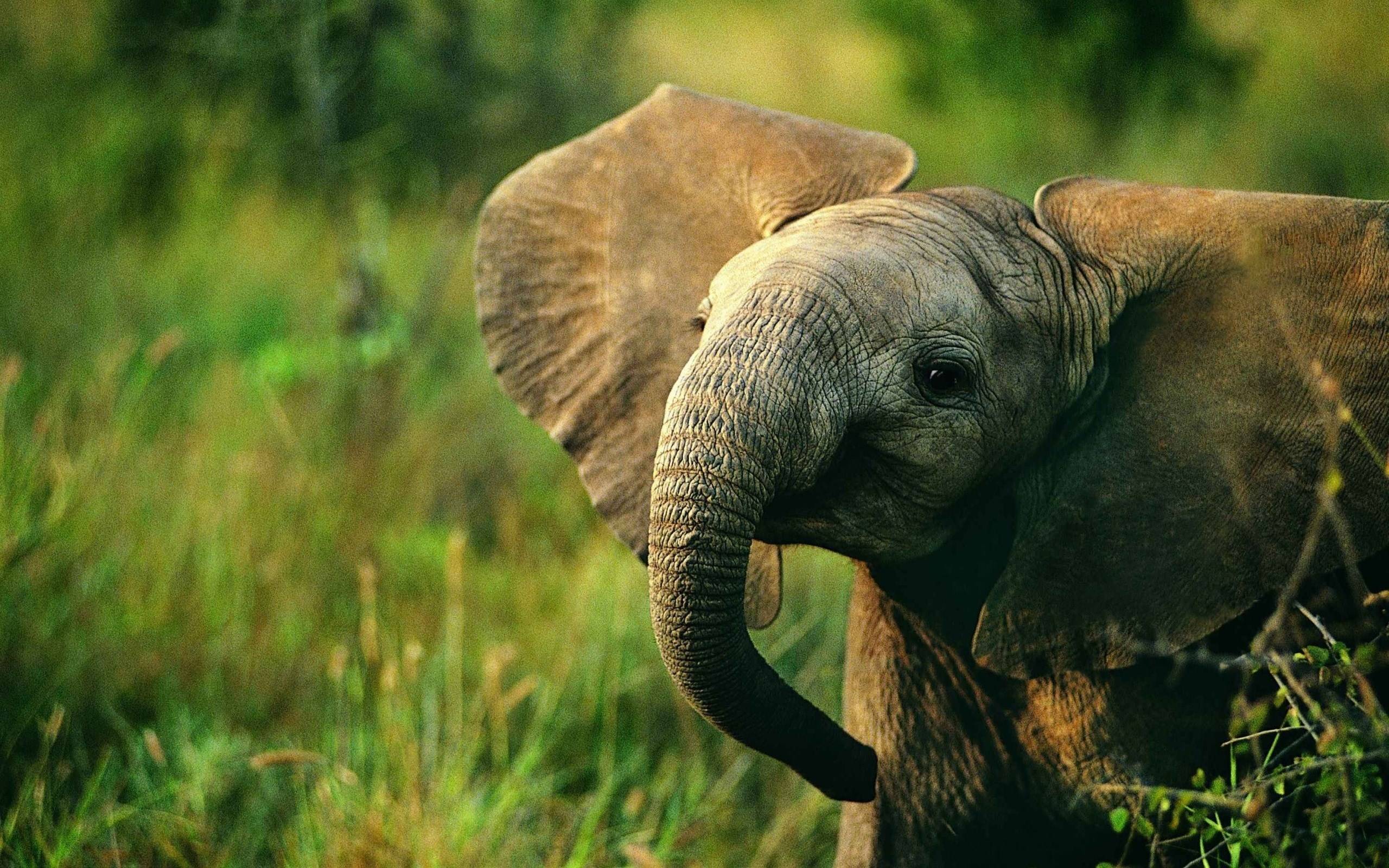 Слонёнок