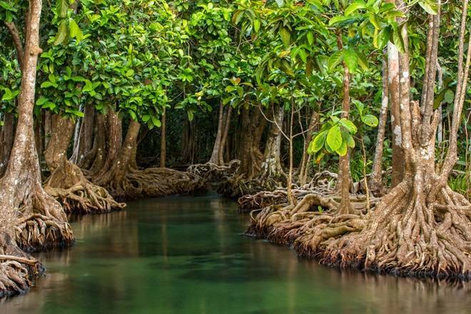 Красота мангровых лесов