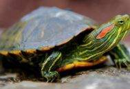 Максимальная скорость красноухой черепахи