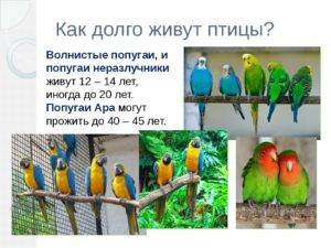 Сколько лет живут волнистые попугаи в домашних условиях