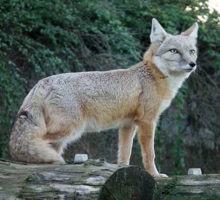 Корсак – степная разновидность лисицы, является хищником.