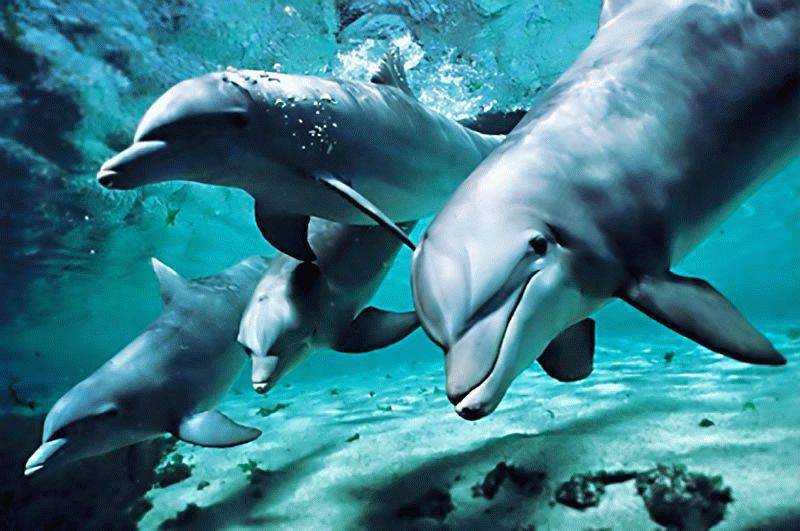 Породы дельфинов