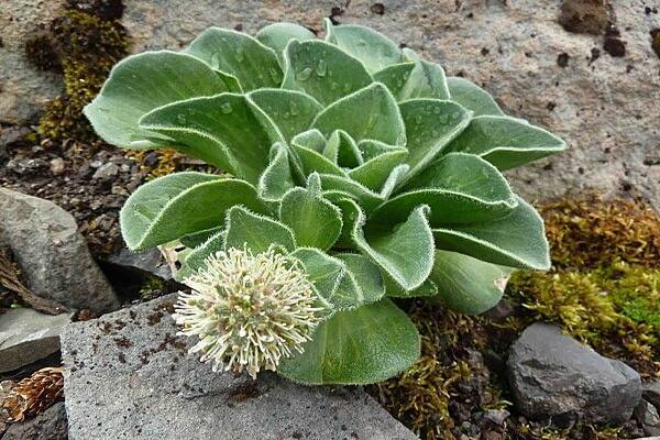 Растения Антарктиды - Кергеленская капуста